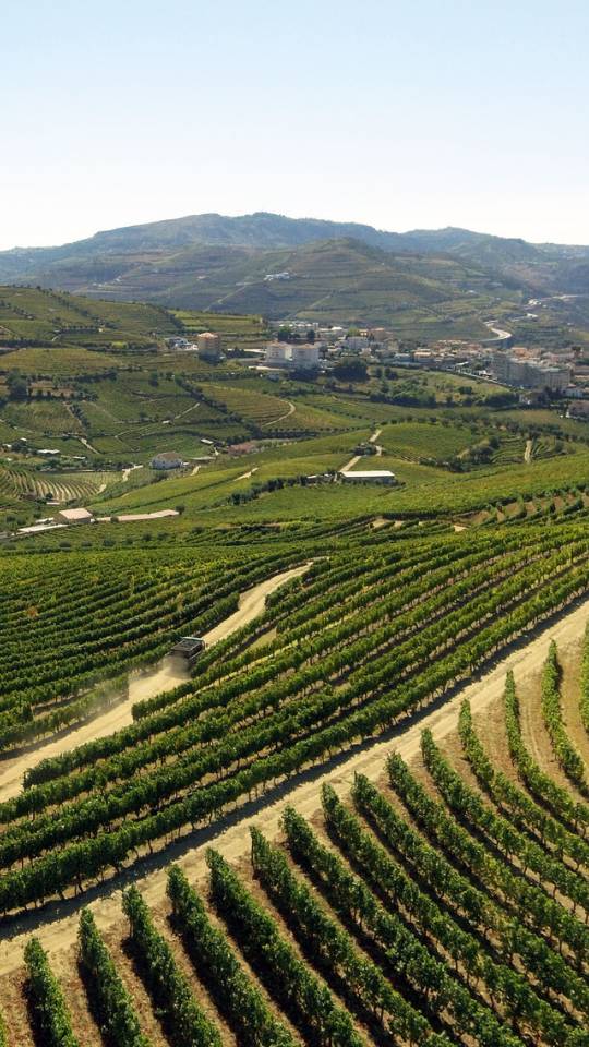 100 hectares douro